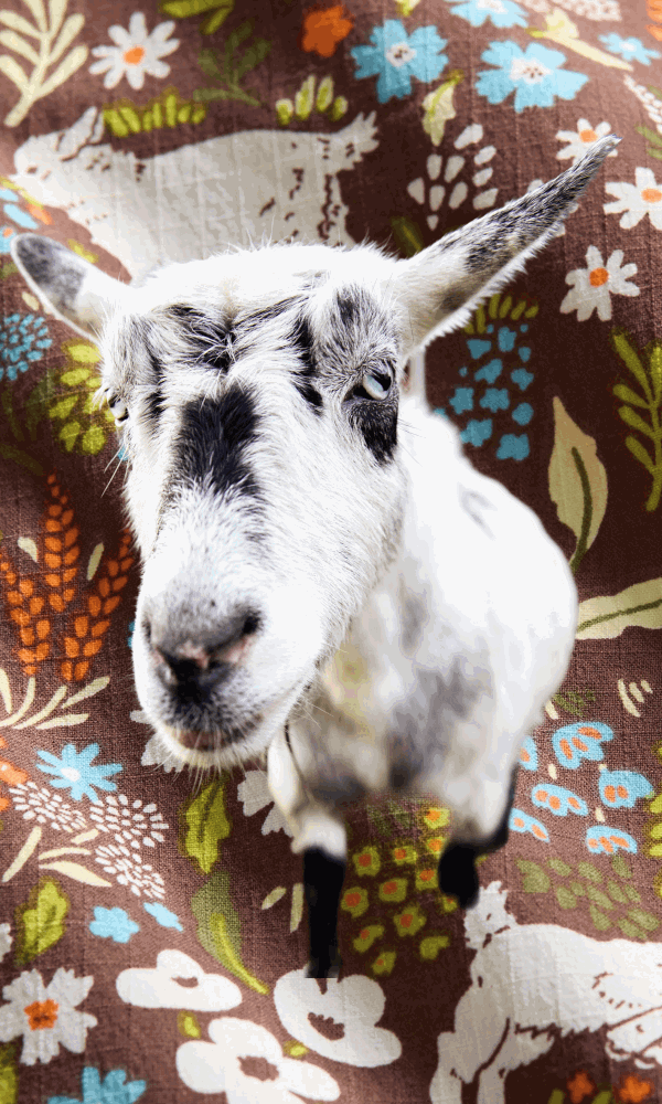Goat and flower print collection.
